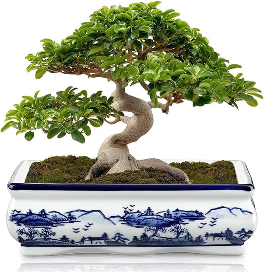 Blue and White Ceramic Bonsai Pot Large Shallow Bonsai Trees Pot Planter for Outdoor Use, 9" Ceramic Plant Pots with Drainage Hole for Cacti, Orchids, Succulents, Bonzie Tree Pots for Patio, Garden