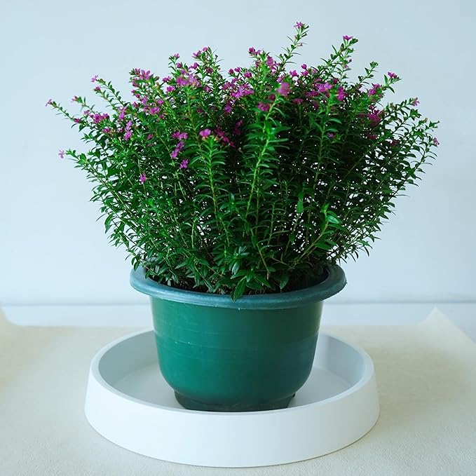 1 Pack Plant Saucer Tray for Ceramic Plastic Pots, 6 inch Plant Saucers for Indoors, Pot Saucers Trays, Flower Planter Water Drip Trays for Pots Base (6", White)