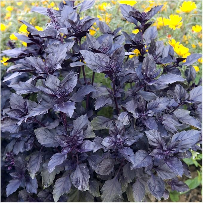 Seed Needs Opal Basil Seeds for Planting Red Basil Plants - Non-GMO Heirloom & Untreated Herb Seeds to Plant an Indoor or Outdoor Culinary Kitchen Garden (5 Packs)
