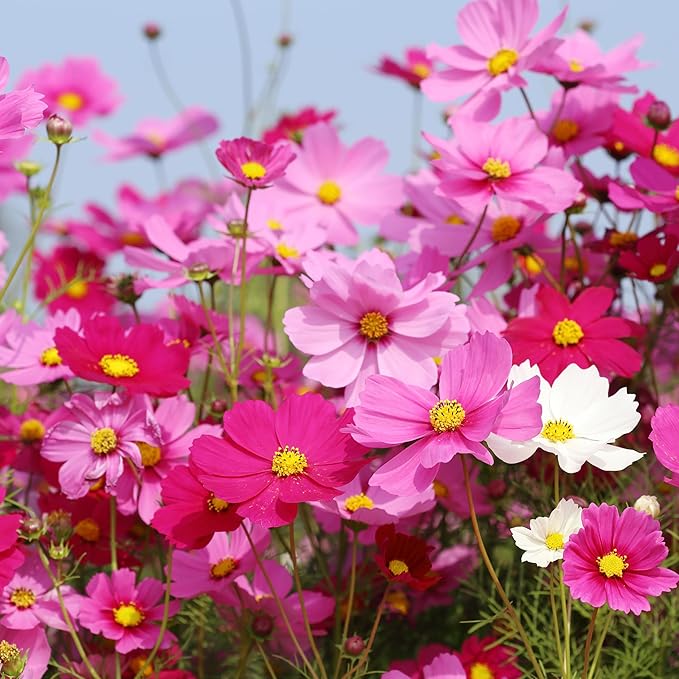 The Old Farmer's Almanac Cosmos Sensation Mix Flower Seeds - Premium Non-GMO, Open Pollinated, 1 Packet, 2 Grams, Approx 200 Seeds