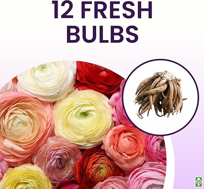 Mixed Peony Ranunculus Bulbs - 12 Large Size Corms for Vibrant Multi-Color Blooms, Ideal for Gardens and Bouquets