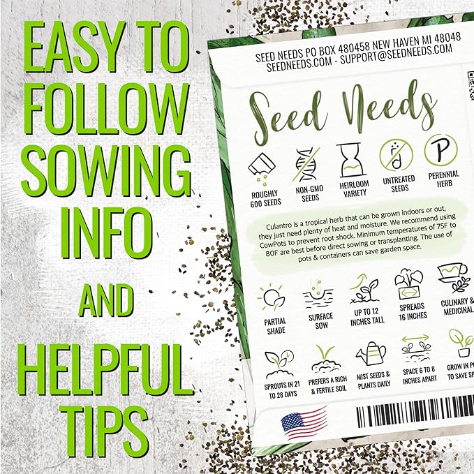 Seed Needs Culantro Seeds for Planting Mexican Coriander - Non-GMO Heirloom & Untreated Culinary/Medicinal Herbs to Grow an Indoor/Outdoor Herb Garden (2 Packs)