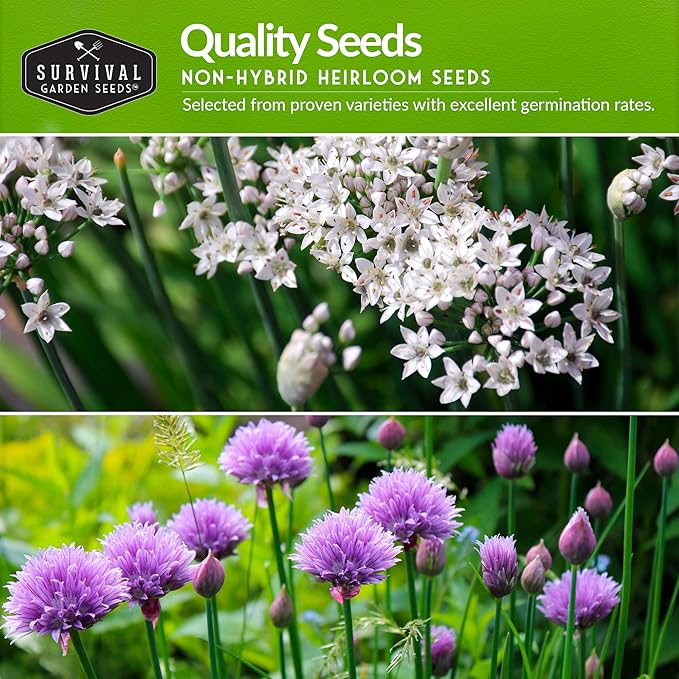 Chive Seed Collection - Common & Garlic Chives – 2 Packets of Non-GMO Heirloom Open-Pollinated Herb Seed Varieties to Plant in Your Vegetable Garden – Seed Saver Instructions - Survival Garden Seeds