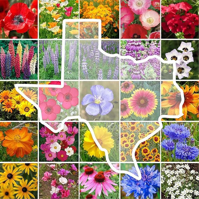 Eden Brothers Texas Wildflower Mixed Seeds for Planting, 1 oz, 30,000+ Seeds with Cornflower, Birds Eyes, African Daisy | Attracts Pollinators, Plant in Spring or Fall, Zones 3, 4, 5, 6, 7, 8, 9, 10