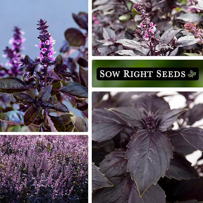 Sow Right Seeds - Opal Basil Seeds for Planting - Non-GMO Heirloom Packet with Instructions to Plant Indoors or Outdoor - Great for Hydroponics or Growing a Kitchen Herb Garden - Purple Leaves (3)
