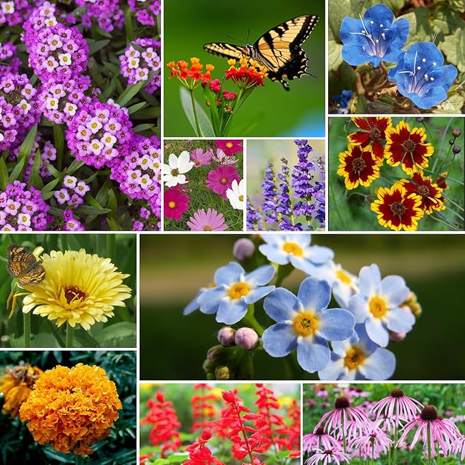 Groundio Wildflower Seeds Bulk, 1/4 lb, 100,000+ Seeds, 26 Variety Mix with Zinnia, Milkweed Seed, Attracts Pollinators, Plant in Spring or Fall, Zones 3, 4, 5, 6, 7, 8, 9, 10