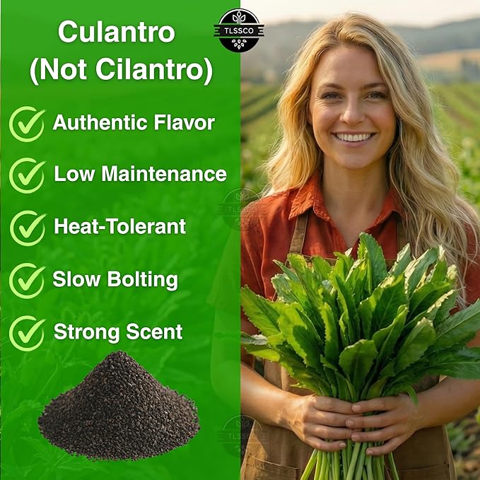 3049+ Culantro Seeds - Heirloom Herb Seeds for Planting, Slow-Bolting, Flavorful Cilantro Alternative, Great for Outdoor Herb Gardens (Eryngium foetidum)