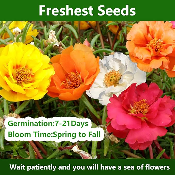 LUOJIBIE Moss Rose Seeds, 20,000+ Bulk Flower Seeds for Planting Outdoors(99% Pure Live, Non-GMO), Mixed Colors and Large Blooms, Attracts Pollinators, Easy to Grow