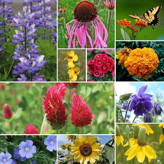 Groundio Wildflower Seeds Bulk, 1/4 lb, 100,000+ Seeds, 26 Variety Mix with Zinnia, Milkweed Seed, Attracts Pollinators, Plant in Spring or Fall, Zones 3, 4, 5, 6, 7, 8, 9, 10