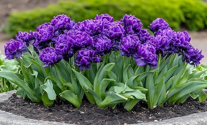 Pre-Chilled Tulip Bulbs – Set of 4 Bulbs | Ready to Force Indoors or Plant Outdoors (Negrita Parrot)