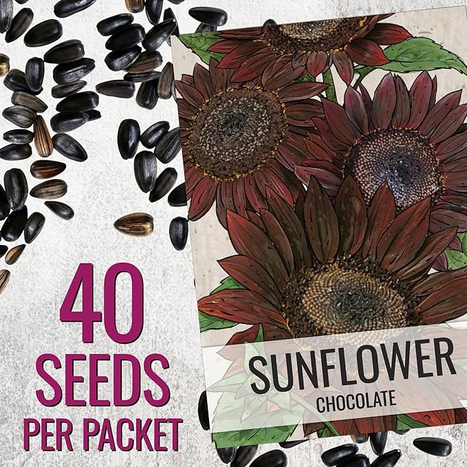 Seed Needs Sunflower Seeds for Planting Chocolate Sunflowers - Heirloom & Open Pollinated Flower Seed to Plant & Grow an Outdoor Wildflower Butterfly Garden (2 Packs)