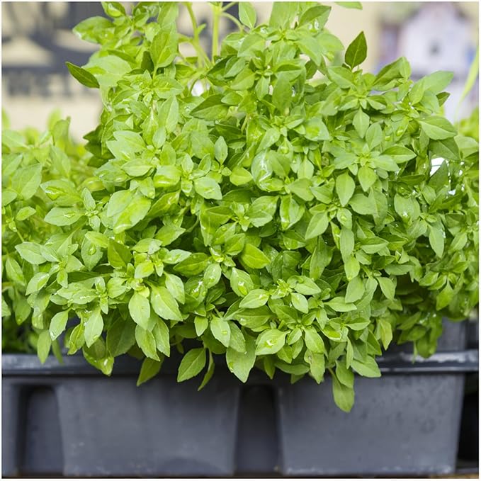 Seed Needs Spicy Globe Basil/Thai Basil Seeds for Planting Fresh Kitchen Herbs - Non-GMO Heirloom & Untreated Annual Herb Seed to Plant a Culinary Garden Indoors or Outdoors (2 Pack Duo)