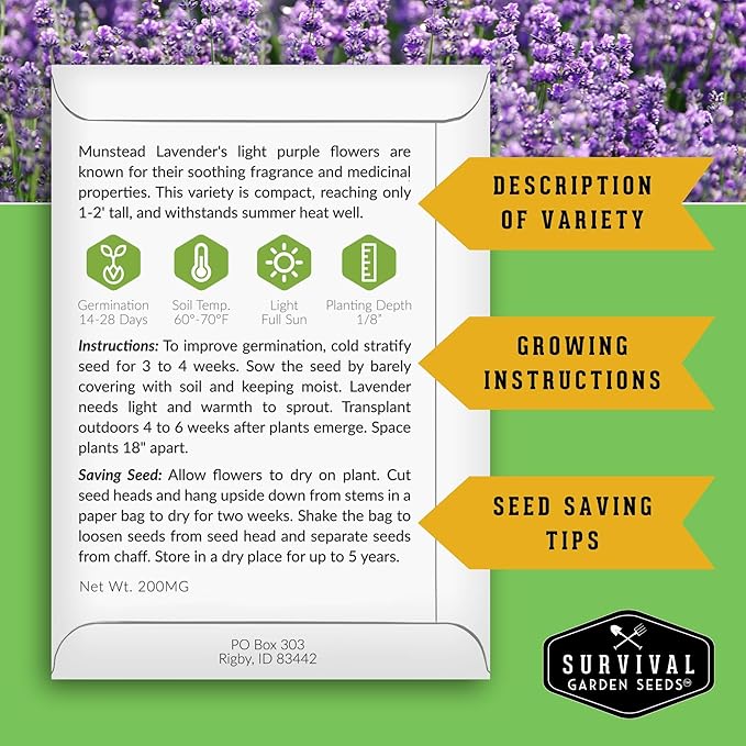 Munstead English Lavender Seeds for Planting – Compact Dwarf Hardy Perennial Herb for Indoor or Outdoor Gardens, Culinary & Fragrant Pollinator Flower - Survival Garden Seeds (3 Packs)