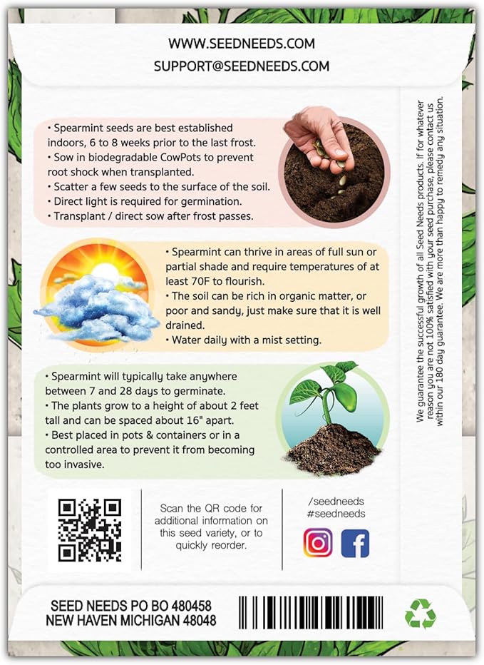 Seed Needs Mint Seeds for Planting Spearmint Herbs - Non-GMO Heirloom & Untreated Perennial Herb Seed to Plant a Home Grown Herb Garden Indoors or Outdoors (1 Pack)