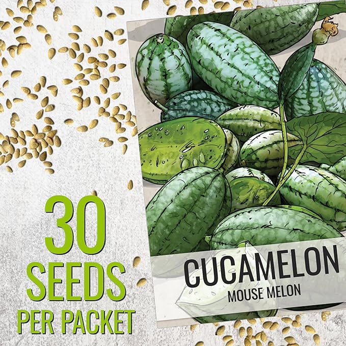Seed Needs Cucamelon Seeds for Planting Mexican Sour Gherkin Miniature Mouse Melons - Non-GMO Heirloom & Untreated - Grow a Home Grown Indoor Outdoor Vegetable Garden (10 Packs)