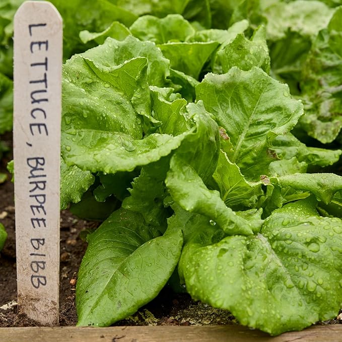 Burpee Bibb' Lettuce Seed Packet - 1.5gm Non-GMO Seeds for Planting Vegetables - Heirloom Bibb Lettuce, Classic Variety, Vegetable Seeds for Home Garden Outdoor Planting (Lettuce, Burpee Bibb)