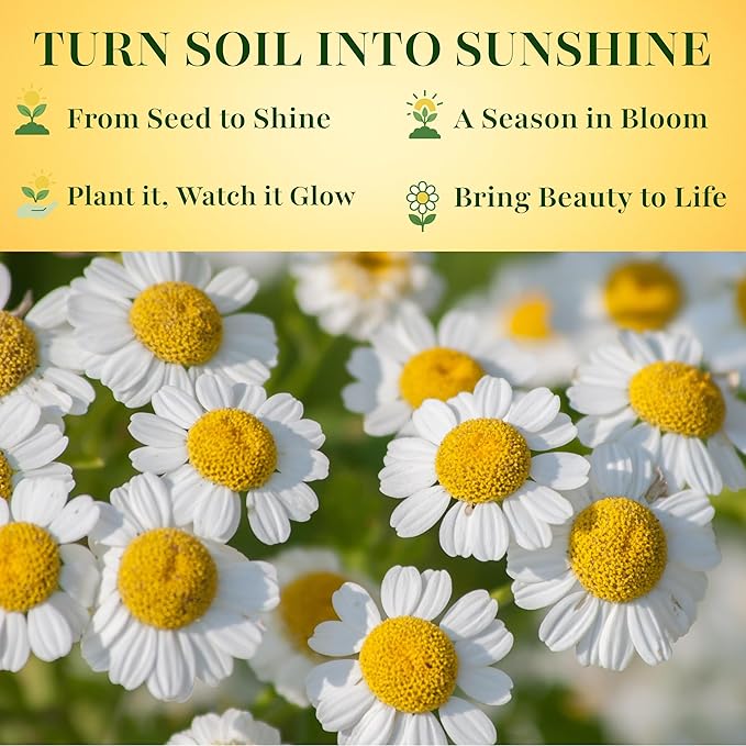 TKE Farms & Gardens - Feverfew Seeds for Planting, 3000+ Heirloom Non-GMO Medicinal Herb Seeds, Grow Indoors or Outdoors, Easy to Follow Instructions Included, Chrysanthemum parthenium