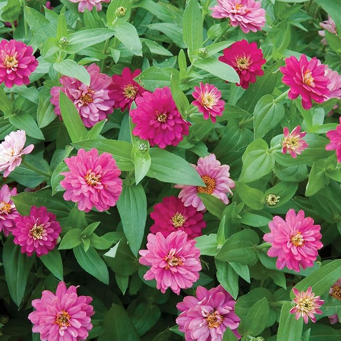 Burpee 'Exquisite' Zinnia Flower Seeds - 500mg Non-GMO Seed Packet for Home Gardening - Heirloom, Double Bloom Pink/Red/White Garden Seeds, Easy Grow Annual Flower