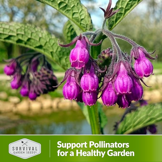 Comfrey Seeds for Planting - Symphytum Officinale Medicinal Perennial Herb for Compost Tea & Natural Skincare - True Slippery Root Non-GMO Heirloom - Survival Garden Seeds (5 Pack)