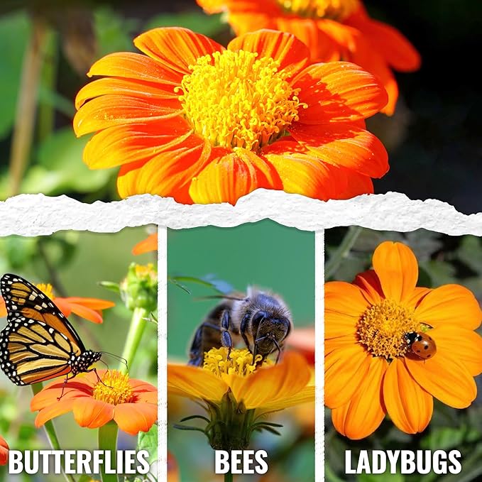 Seed Needs Mexican Sunflower Seeds for Planting Tithonia rotundifolia Flowers - Heirloom & Open Pollinated Annual Flower Seed to Plant an Outdoor Butterfly Garden (2 Packs)