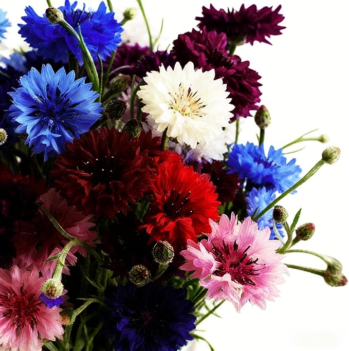 2007+ Mixed Cornflower Seeds for Planting Dwarf Colorful Cornflower Seeds Perennial Corn Flower Seed Non-GMO Heirloom Plant Seed Gardens Outdoors