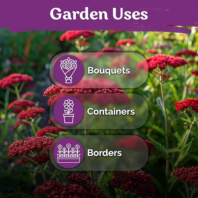 KVITER 7000 Red Yarrow Seeds (Achillea Millefolium Rubra) — Perennial Flower Seeds to Plant Outside, Heirloom & Organic — Native Wildflower Seed for Herb Garden, Beds, Containers & Meadows