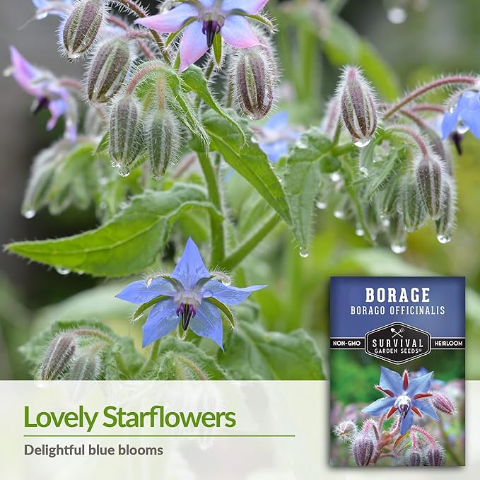 Survival Garden Seeds - Borage Seed for Planting - 5 Packs with Instructions to Plant and Grow Beautiful Medicinal Herb in Your Home Vegetable Garden - Non-GMO Heirloom Variety - Attracts Pollinators