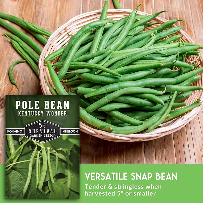 Survival Garden Seeds - Kentucky Wonder Pole Bean Seed for Planting - 2 Packets with Instructions to Plant and Grow Green Snap Beans in Your Home Vegetable Garden - Non-GMO Heirloom Variety