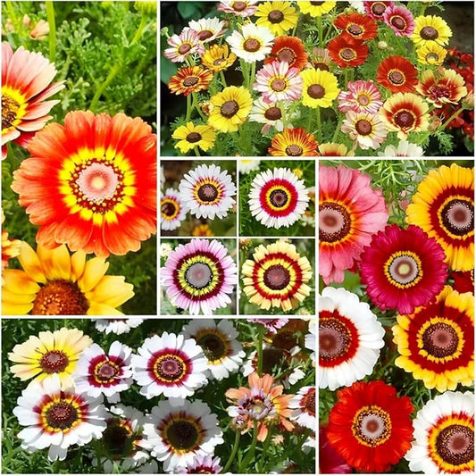 1100+ Painted Daisy Flower Seeds - Chrysanthemum Carinatum, Vibrant Rainbow Mix Perennial Seeds, Fragrant Blooms Attract Butterflies, Essential for Home Gardens