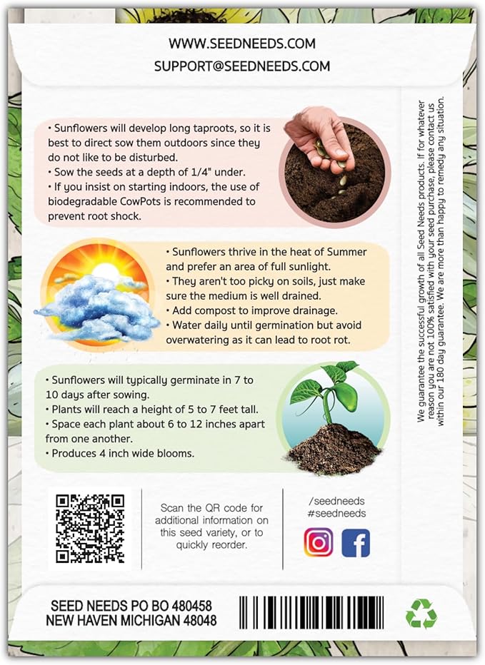 Seed Needs Sunflower Seeds for Planting Italian White Sunflowers - Heirloom & Open Pollinated Flower Seed to Plant Pale Yellow Flowering Plants in a Butterfly Garden (1 Pack)