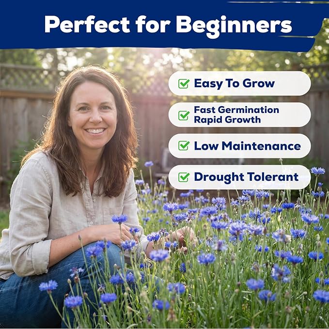 6000+ Cornflower Seeds Perennial for Planting – Blue Bachelor Button Seeds, Non-GMO Pollinator Friendly Flower Seeds for Outdoor Garden, Attract Bees & Butterflies