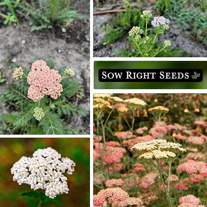 Sow Right Seeds - Pastel Mix Yarrow Seeds for Planting - Vibrant Yarrow Flowers for Attracting Pollinators - Perfect for Floral Gardens & Landscaping - Easy to Grow - Non-GMO Heirloom Herb (4)
