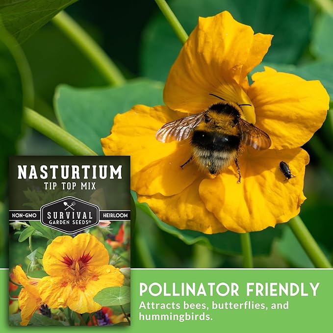 Nasturtium Seeds for Planting Outdoors – Tip Top Mix Heirloom Variety of Edible Flowers & Companion Plants, Non-GMO Seeds for Home Gardens - Survival Garden Seeds (2 Packs)