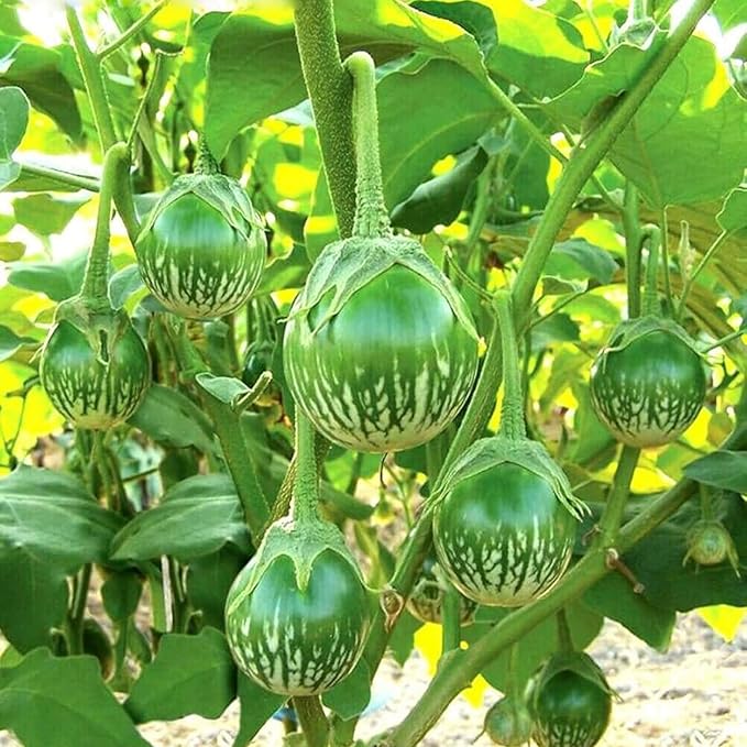 30+ Round Green Eggplant Seeds - Fast-Growing Tasty Tropical Exotic Asian Vegetable for Garden Home Outdoor