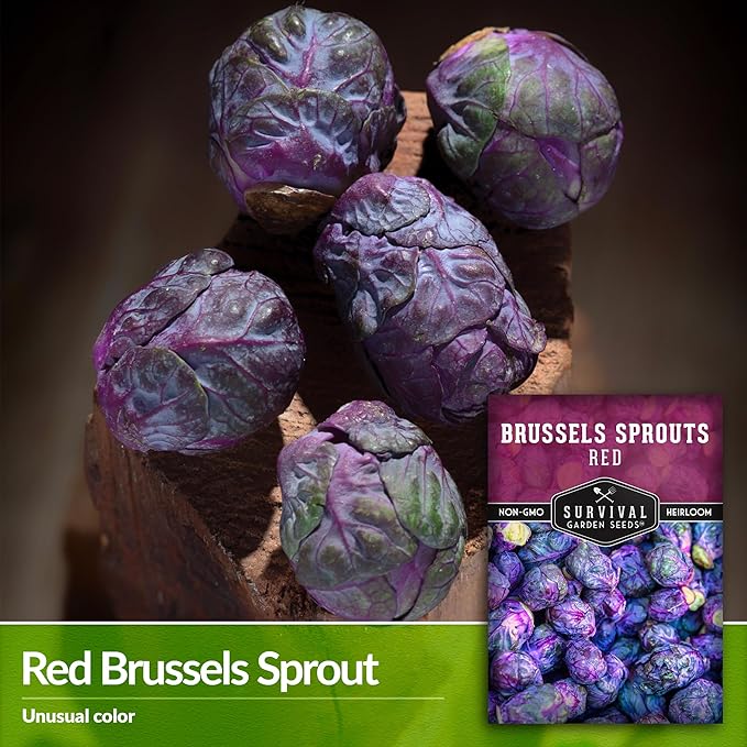 Red Brussels Sprout Seeds | Heirloom Non-GMO Purple Brussel Sprouts, Cold Hardy Garden Vegetable, Unique Exotic Variety - Survival Garden Seeds (2 Packs)