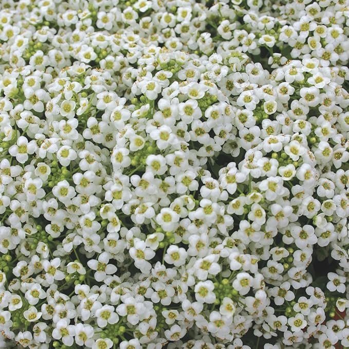 Burpee Carpet of Snow Alyssum Seeds 2500 seeds