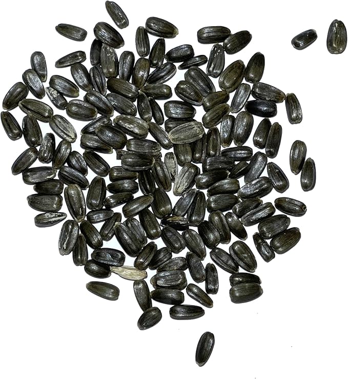 Seed Needs Dwarf Teddy Sunflower Seeds for Planting Dwarf Sungold Sunflowers - Heirloom & Open Pollinated Flower Seed to Plant a Butterfly Garden (1 Pack)