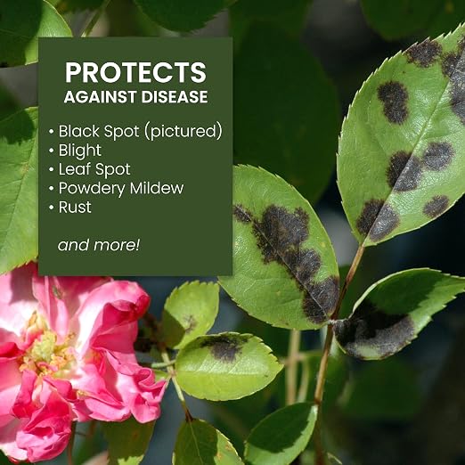 Bayer Advanced 706220B Rose & Flower Insect, Disease & Mite Control, Fungicide, 24 oz, Ready-to-Use (Pack of 2)