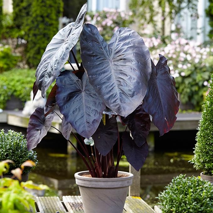 Garden State Bulb Premium Black Magic Elephant Ear Bulbs, 7/9 inches, Spring Planting (Bag of 8)