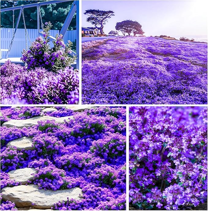 21500+ Creeping Thyme Flower Seeds for Planting Outdoor-Non-GMO Heirloom Magic Carpet Ground Cover Plants Thymus Serpyllum Plant in Your Home Garden