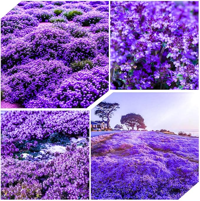 21500+ Creeping Thyme Flower Seeds for Planting Outdoor-Non-GMO Heirloom Magic Carpet Ground Cover Plants Thymus Serpyllum Plant in Your Home Garden