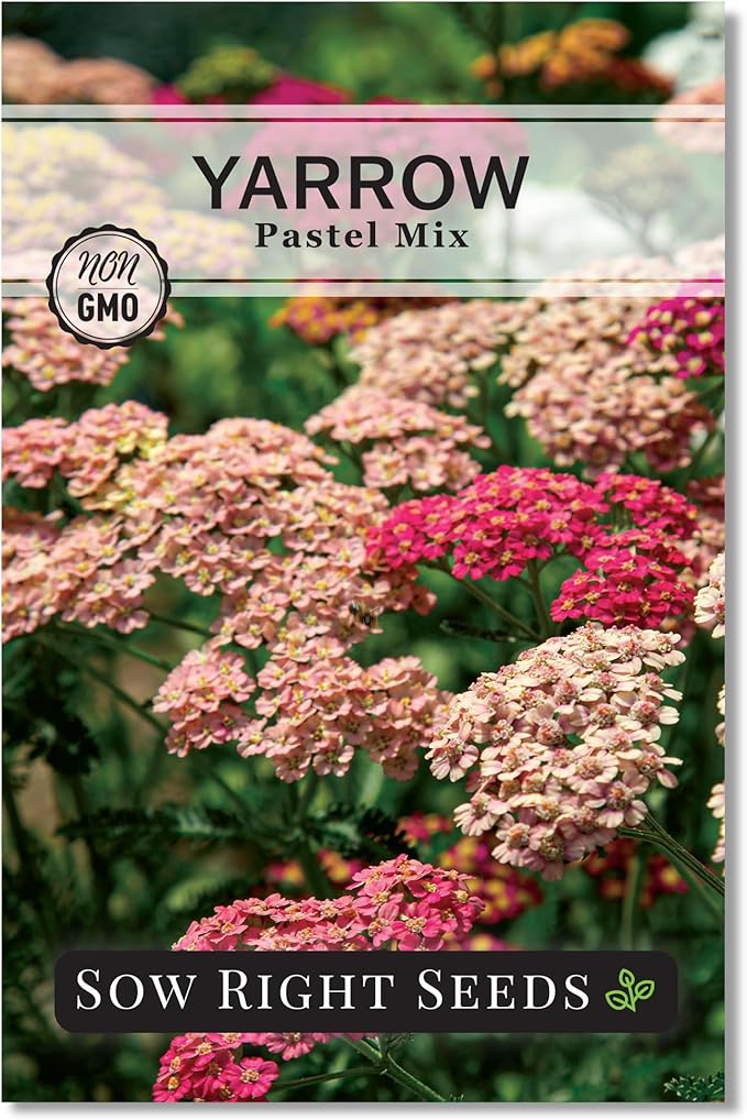 Sow Right Seeds - Pastel Mix Yarrow Seeds for Planting - Vibrant Yarrow Flowers for Attracting Pollinators - Perfect for Floral Gardens & Landscaping - Easy to Grow - Non-GMO Heirloom Herb (1)