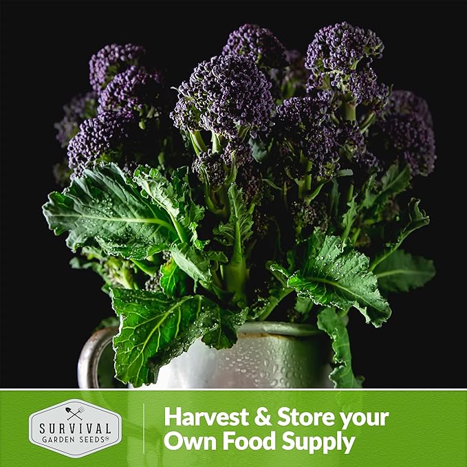Early Purple Sprouting Broccoli Seeds for Planting – Heirloom Non-GMO Variety with Burgundy-Purple Heads, High Yield Vegetable Garden Favorite – Survival Garden Seeds (1 Pack)
