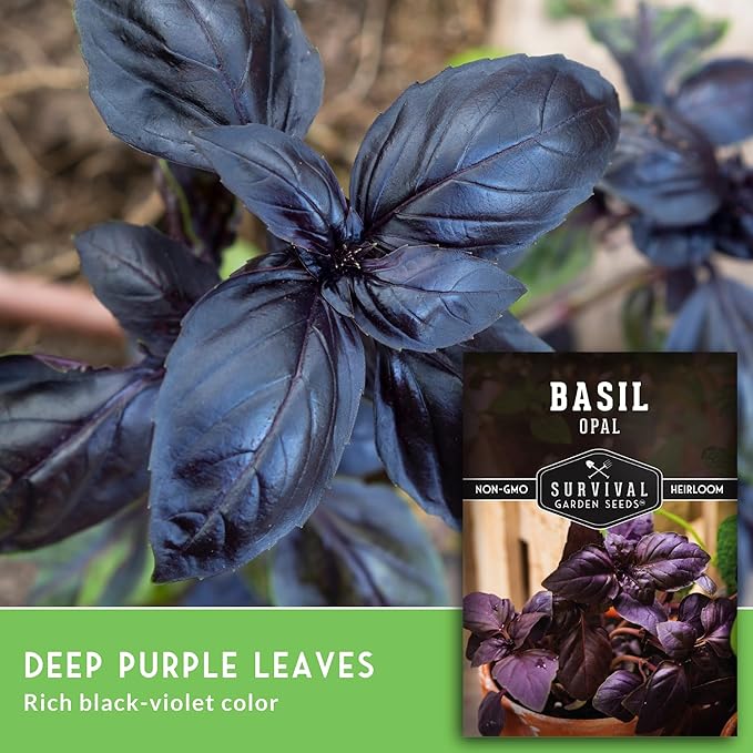 Opal Basil Seeds for Planting - Dark Opal Basil with Purple Leaves - Unique Herb Seed Variety - Heirloom, Non-GMO Herbs for Home Gardens - Survival Garden Seeds (2 Pack)