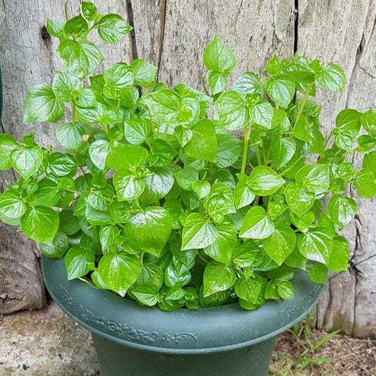 5000+ Crab Claw Herb Seeds Vegetable Seeds Organic Non-GMO Seeds Shiny Bush Plant High Germination Rate