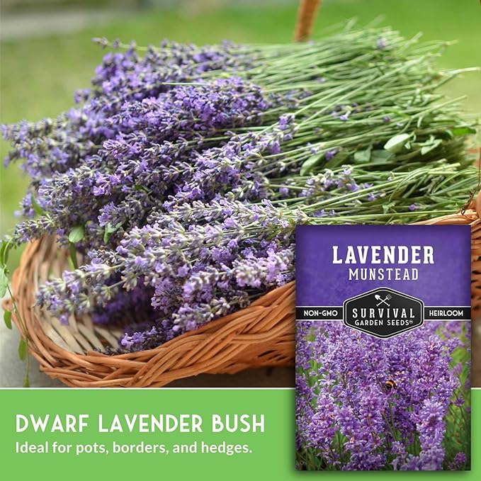 Munstead English Lavender Seeds for Planting – Compact Dwarf Hardy Perennial Herb for Indoor or Outdoor Gardens, Culinary & Fragrant Pollinator Flower - Survival Garden Seeds (5 Packs)