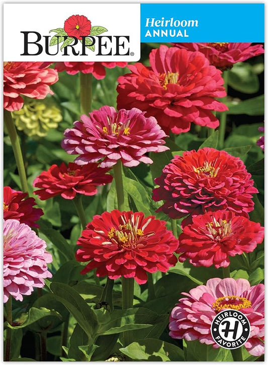 Burpee 'Exquisite' Zinnia Flower Seeds - 500mg Non-GMO Seed Packet for Home Gardening - Heirloom, Double Bloom Pink/Red/White Garden Seeds, Easy Grow Annual Flower