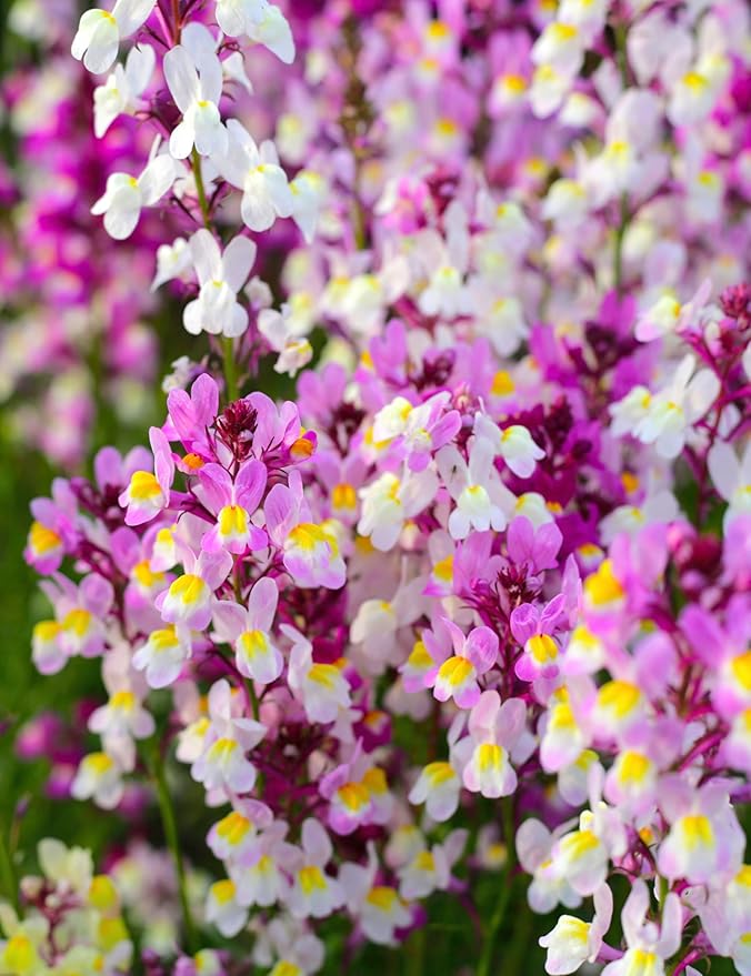 Seed Need, Fairy Bouquet Snapdragon Seeds for Planting Linaria maroccana - Heirloom & Open Pollinated Annual Flowers to Attract Pollinators to a Butterfly Garden (XL Pack)