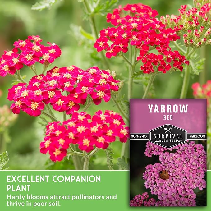 Red or Pink Yarrow Seeds for Planting – Heirloom Medicinal Herb & Perennial Flower Seeds, Pollinator Friendly Blooms for Cottage & Wildflower Gardens - Survival Garden Seeds (3 Packs)