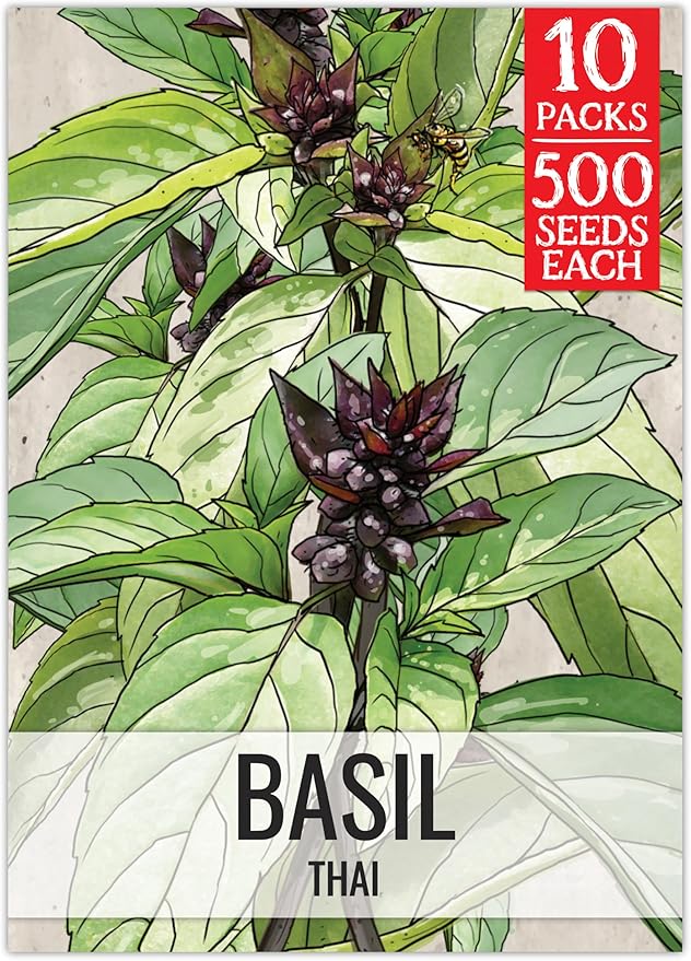 Seed Needs Basil Seeds for Planting Thai Basil Herbs - Non-GMO Heirloom & Untreated Herb Seed to Grow a Fresh Indoor or Outdoor Home Grown Culinary Garden (10 Packs)